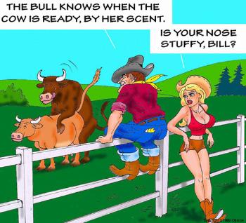 bull.jpg